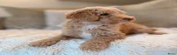 Cockapoo dogs for sale: ** RARE F1B CHOC MERLE & CREAM COCKAPOOS **  - Advert 8
