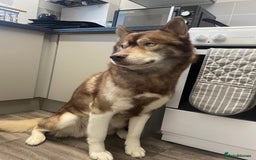 Siberian Husky dogs for stud: GOLDEN BOY PROVEN SIBERIAN HUSKY STUD!🏆🏆🏆 - Image 7