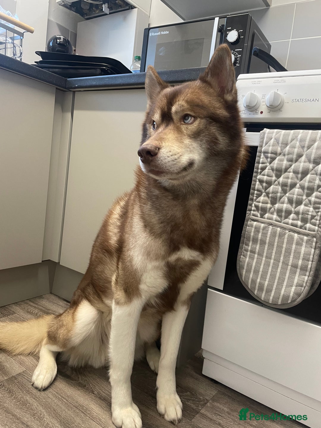 Siberian Husky dogs for stud: GOLDEN BOY PROVEN SIBERIAN HUSKY STUD!🏆🏆🏆 - Image 7