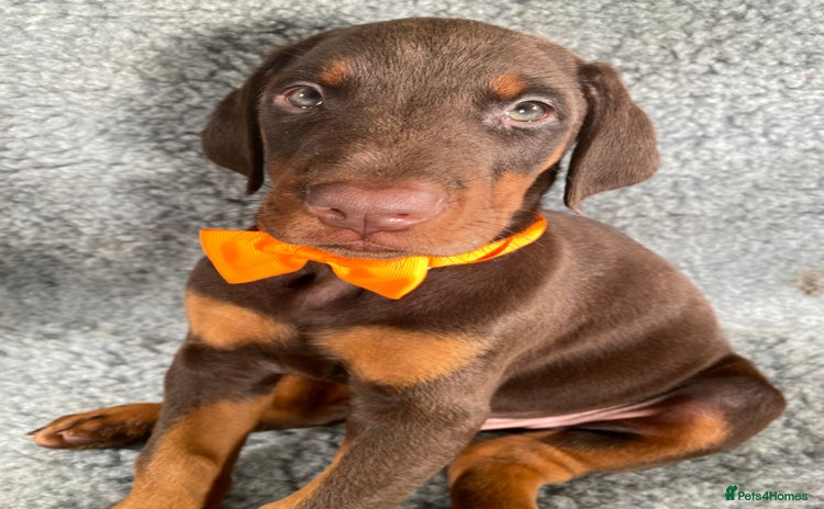 Dobermann dogs KC REGISTERED HEALTH TESTED EUROPEAN DOBERMAN PUPS - Advert 1