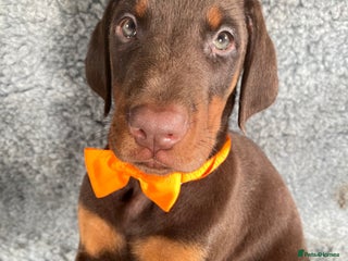 Dobermann dogs KC REGISTERED HEALTH TESTED EUROPEAN DOBERMAN PUPS - Advert 10