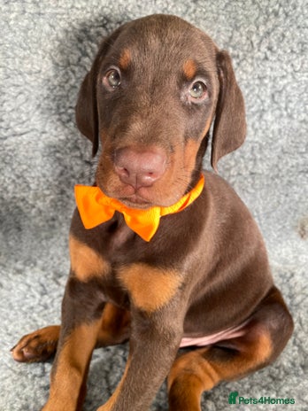 Dobermann dogs KC REGISTERED HEALTH TESTED EUROPEAN DOBERMAN PUPS - Advert 1
