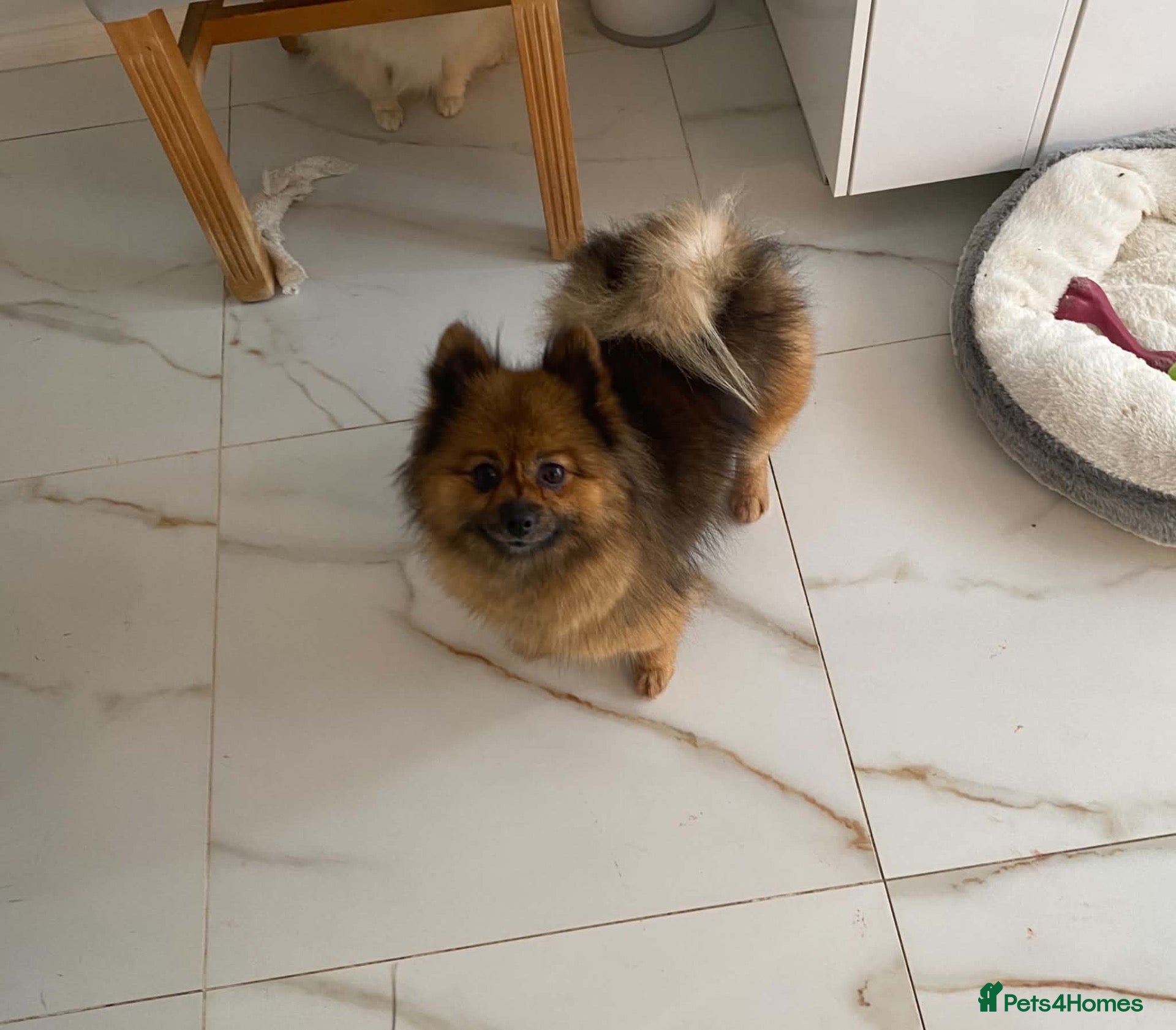 Pomeranian dogs Beautiful brown girl  - Advert 6