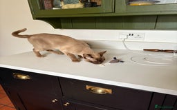 Burmese cats for sale: Burmese pedigree  - Image 2