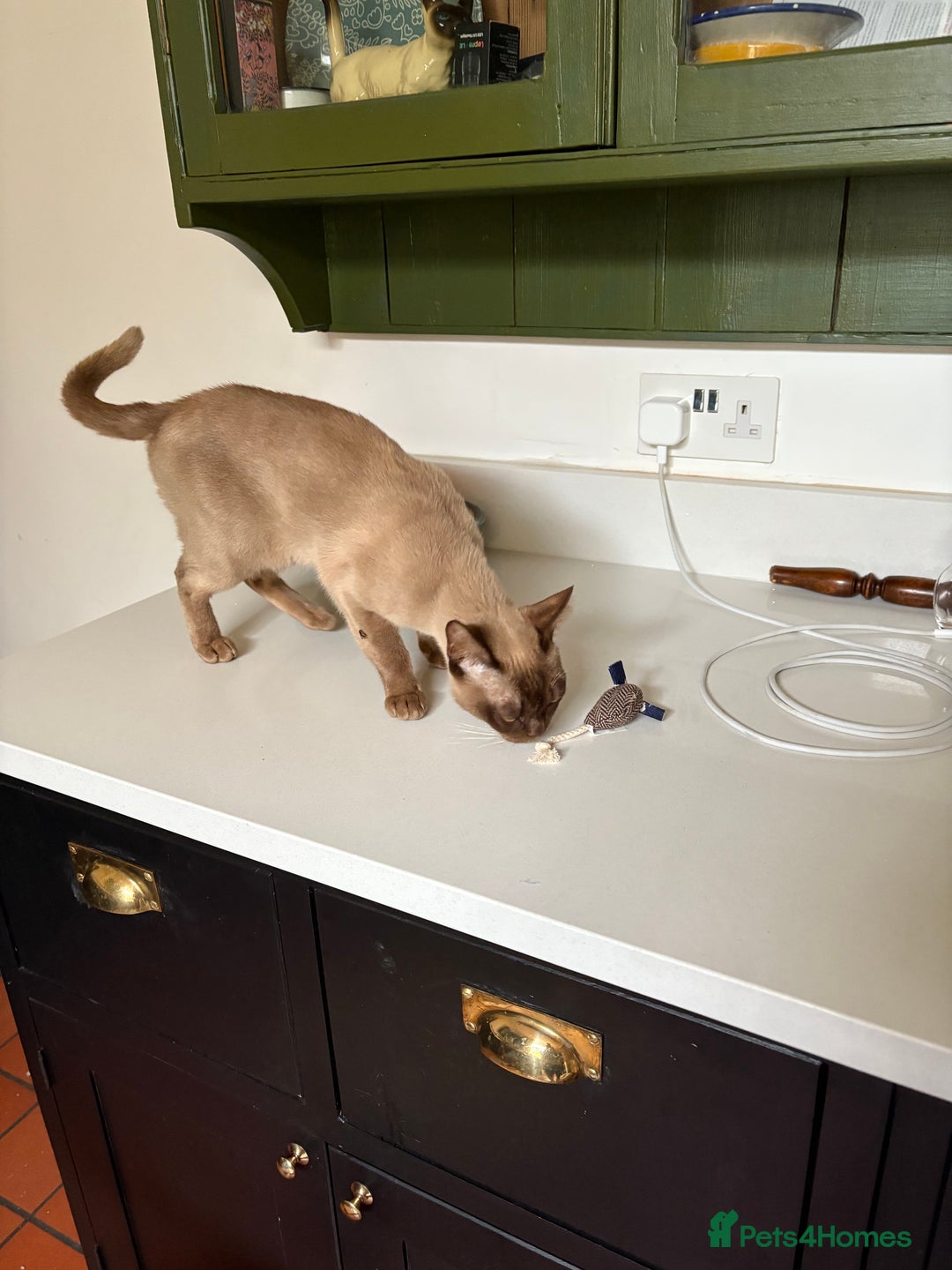 Burmese cats for sale: Burmese pedigree  - Image 2
