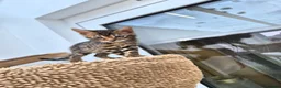Bengal cats for sale: Bengal boy in Barnsley - Advert 1