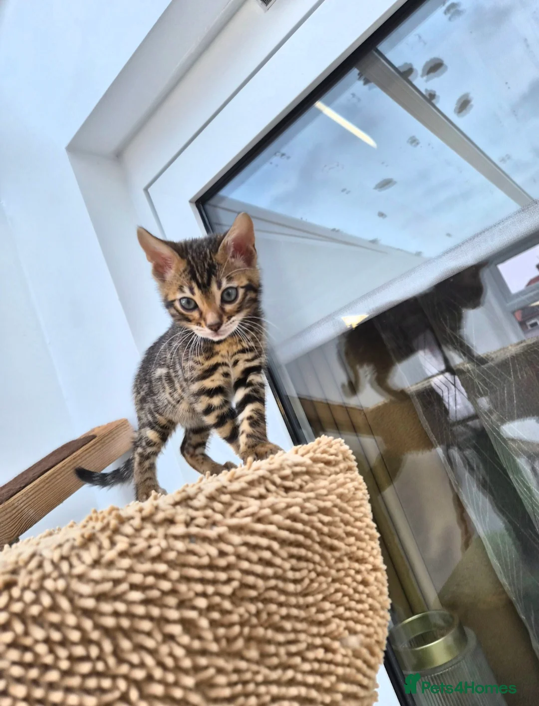 Bengal cats for sale: Bengal boy in Barnsley - Advert 1