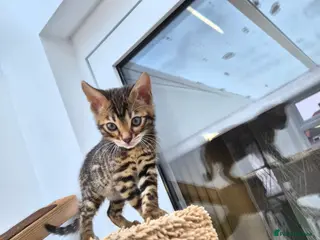 Bengal cats Bengal boy - Advert 5