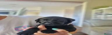 Labrador Retriever 2