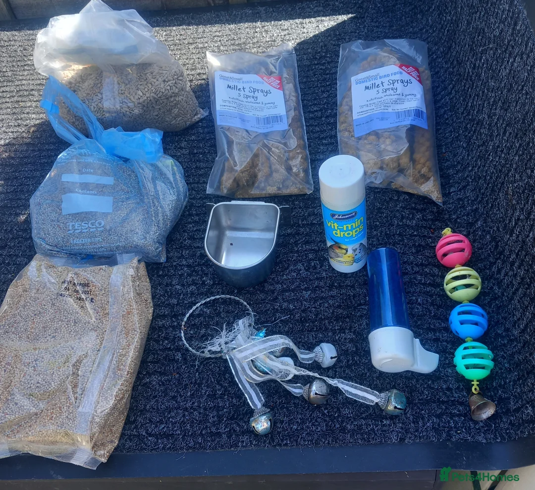 Budgerigars birds for sale: 4 budgies for sale with large cage in Lee-on-the-Solent - Advert 8