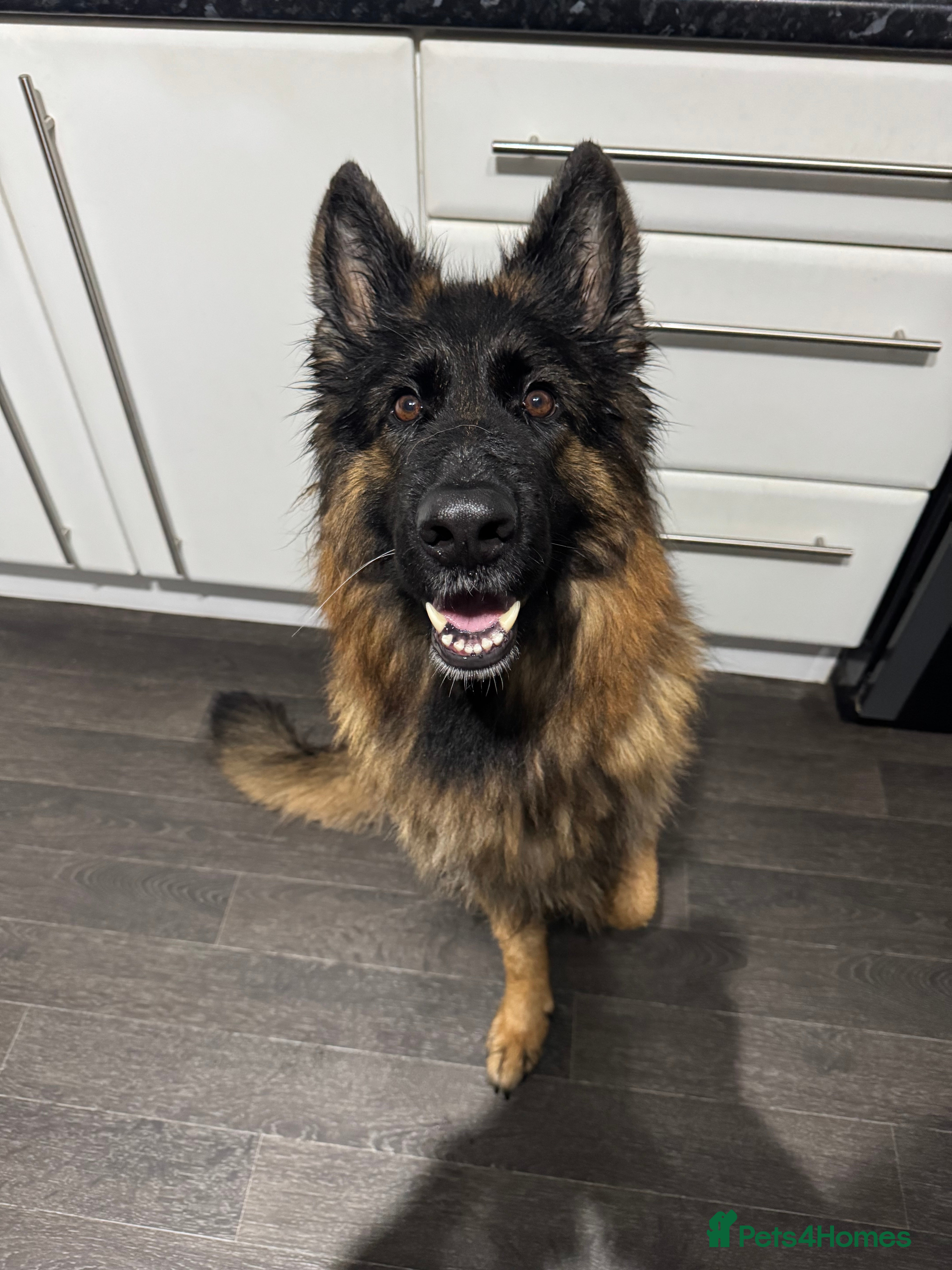 German Shepherd dogs 5 year old German shepherd, very friendly - Advert 1