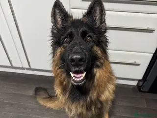 German Shepherd dogs 5 year old German shepherd, very friendly - Advert 1