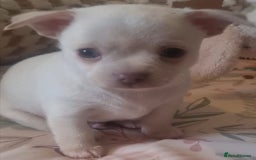 Chihuahua dogs for sale: Gorgeous Smooth coat KC registered chihuahuas - Image 8