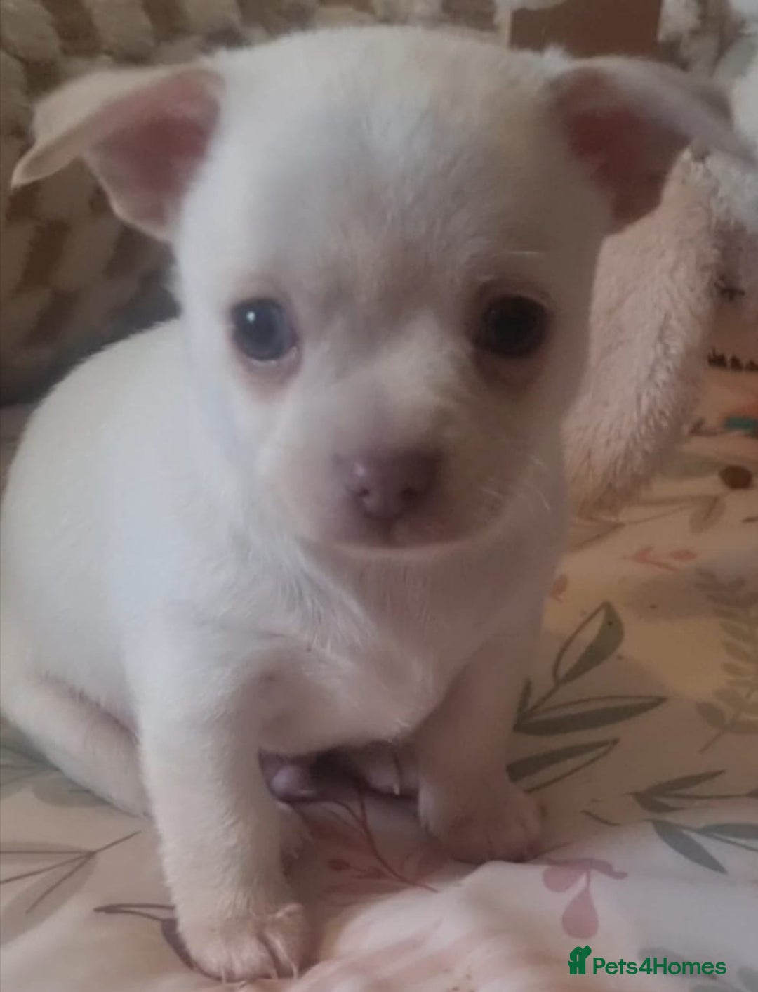 Chihuahua dogs for sale: Gorgeous Smooth coat KC registered chihuahuas - Image 8
