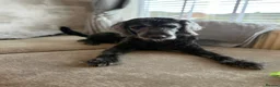 Labradoodle dogs for sale: Beautiful family dog, labradoodle  in Kidderminster - Advert 5