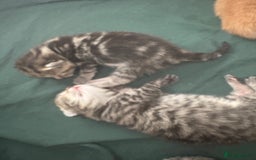 Bengal cats for sale: Stunning mix bengal kittens  - Advert 3