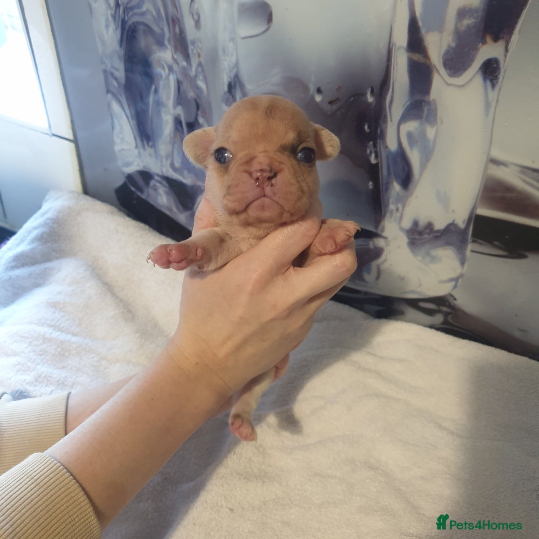 French Bulldog dogs for sale: 4French bulldog puppies 3 weeks old kc registered  - Advert 14