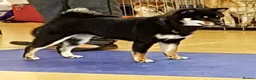 Japanese Shiba Inu dogs for sale: Adult japanese shiba inu  - Advert 4