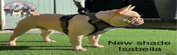 French Bulldog dogs for stud: Champagne Charlie new shade Isabella  in Hastings - Advert 4