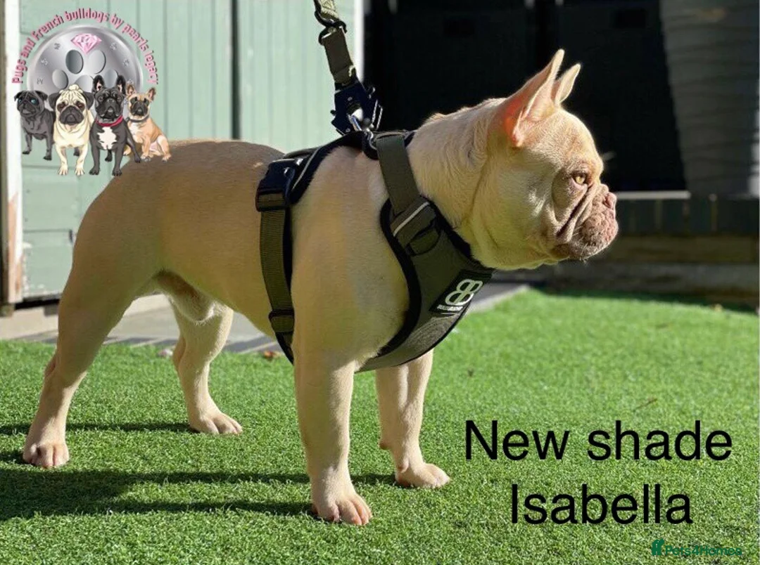 French Bulldog dogs for stud: Champagne Charlie new shade Isabella  in Hastings - Advert 4
