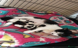 Domestic Shorthair cats for sale: 3 beautiful boys left ! Ready now - Image 11
