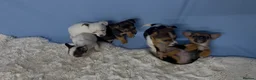 Jack Russell dogs for sale: Miniature Jack Russell puppies in Darwen - Advert 8