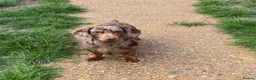 Miniature Dachshund dogs for sale: young male and female  - Advert 3