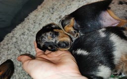 Miniature Dachshund dogs for sale: 5 beautiful miniature dachshund pups for sale - Image 3
