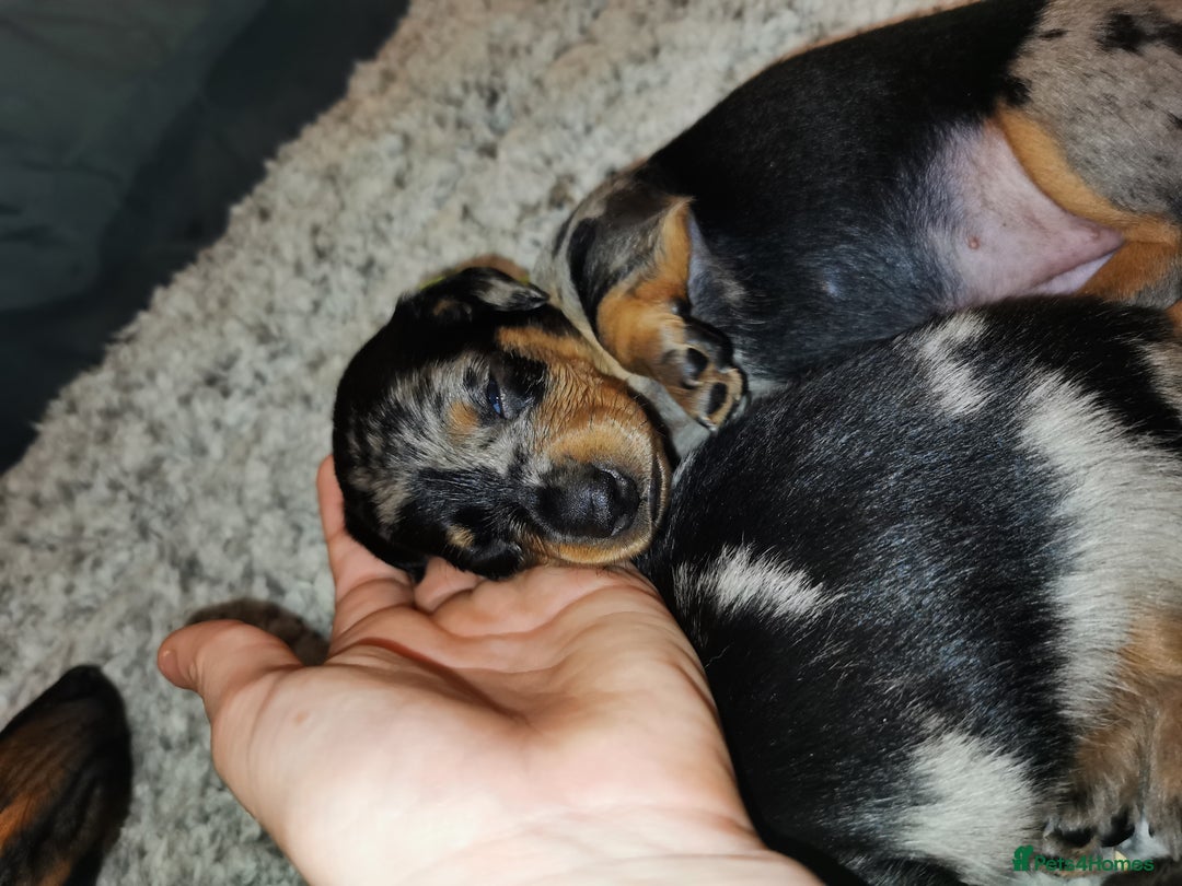 Miniature Dachshund dogs for sale: 5 beautiful miniature dachshund pups for sale - Image 3