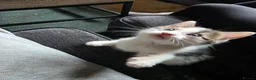 Mixed Breed cats for sale: 3 beautiful kittens mix breed in King's Lynn - Advert 4