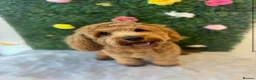 Cockapoo dogs for sale: Cockapoo boy 7 months  in Newcastle upon Tyne - Advert 1
