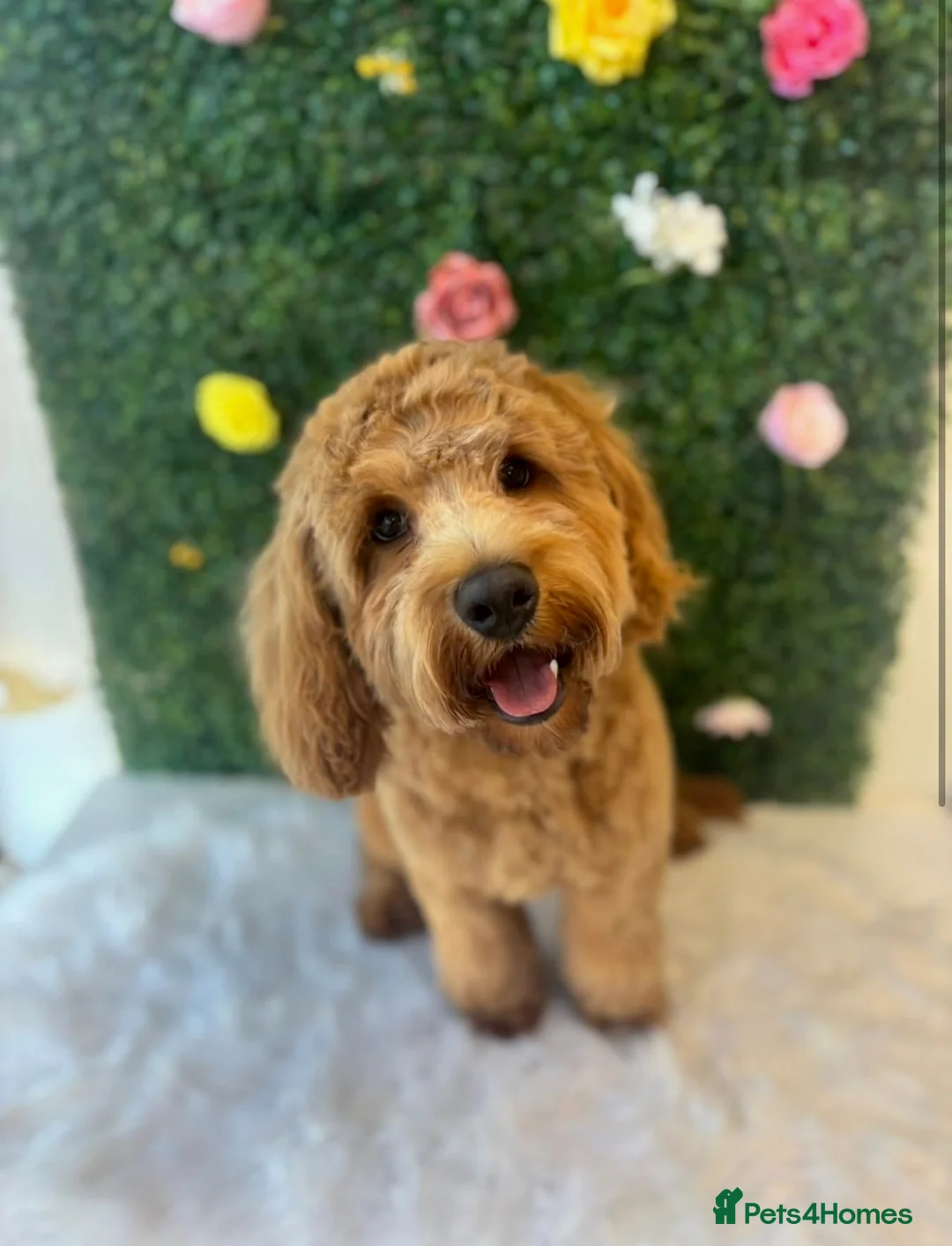 Cockapoo dogs for sale: Cockapoo boy 7 months  in Newcastle upon Tyne - Advert 1