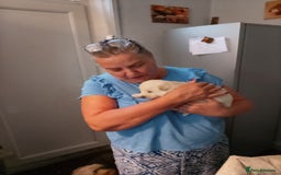 Mixed Breed dogs for sale: Northern Inuit x German shepherd puppies for sale  - Image 14