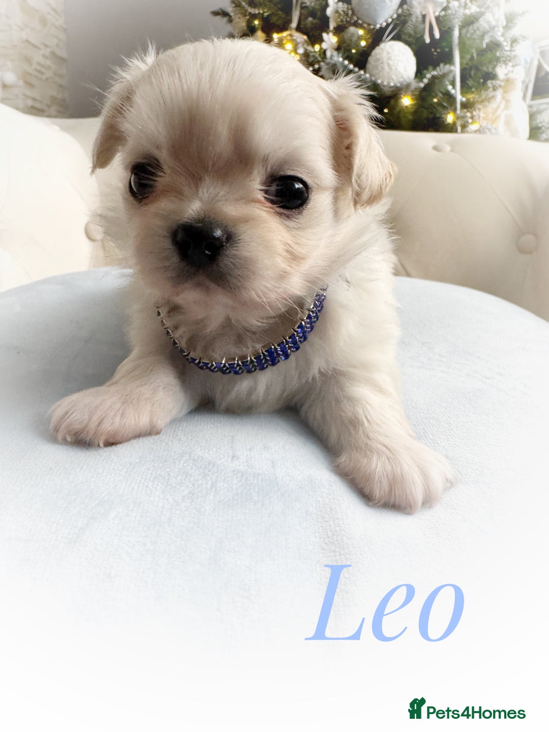 Chihuahua dogs for sale: KC long coat cream boy pet  - Advert 3