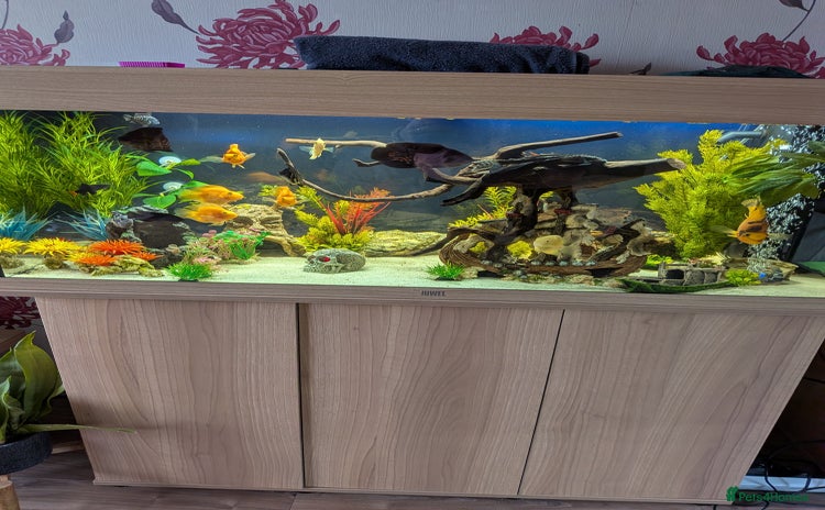 Other/Mixed Breed fish - Advert 2