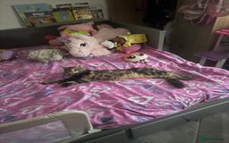 Maine Coon cats for sale: Maine coon boy - Image 2