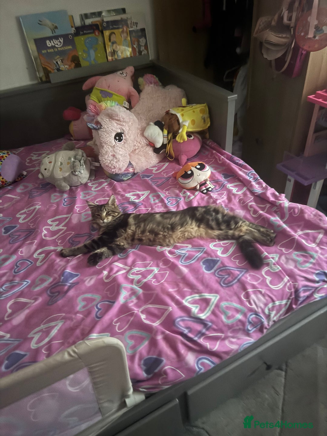 Maine Coon cats for sale: Maine coon boy - Image 2