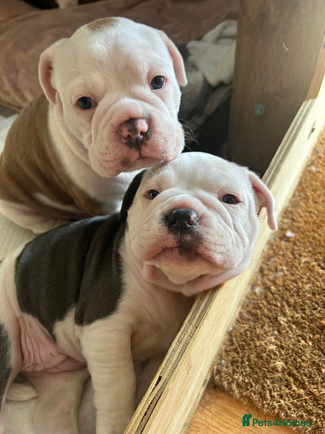 Olde English Bulldogge dogs for sale: Last 2 baby girls left  - Image 15