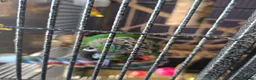 Parrots birds for sale: Hand Reared, Talking Green Cheeked Conure - Advert 8