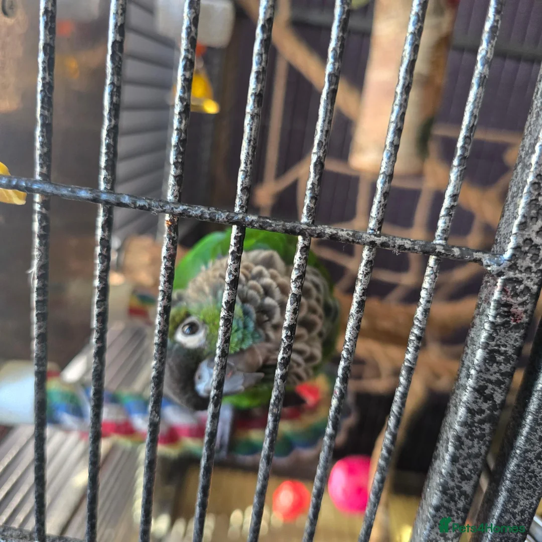 Parrots birds for sale: Hand Reared, Talking Green Cheeked Conure - Advert 8