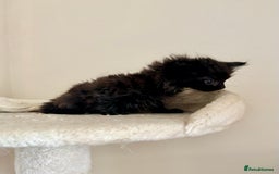 Domestic Shorthair cats for sale: Gorgeous Fluffy Kittens, ready now! - Image 7