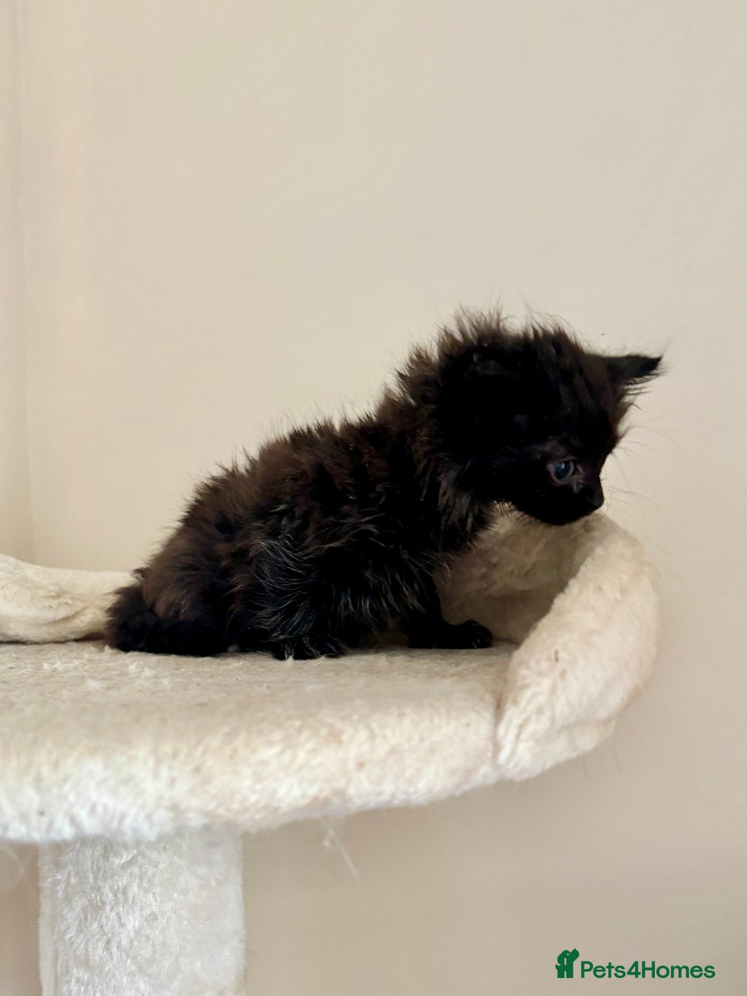 Domestic Shorthair cats for sale: Gorgeous Fluffy Kittens, ready now! - Image 7