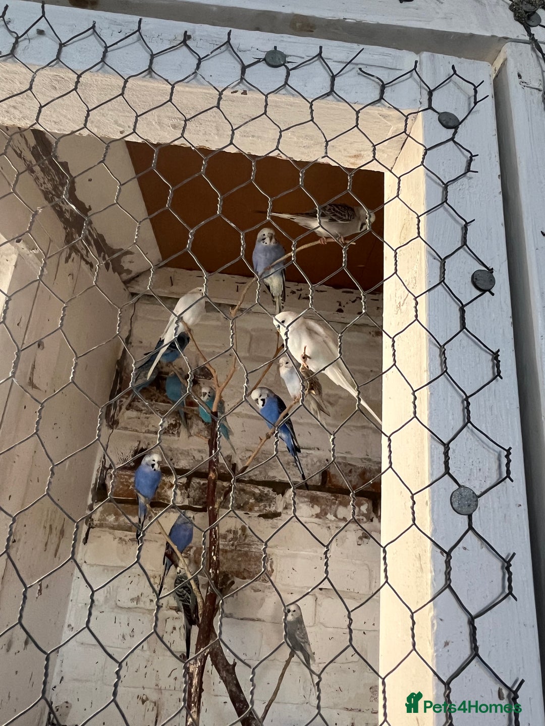 Mixed Breed birds for sale: Budgies for sale - Advert 16