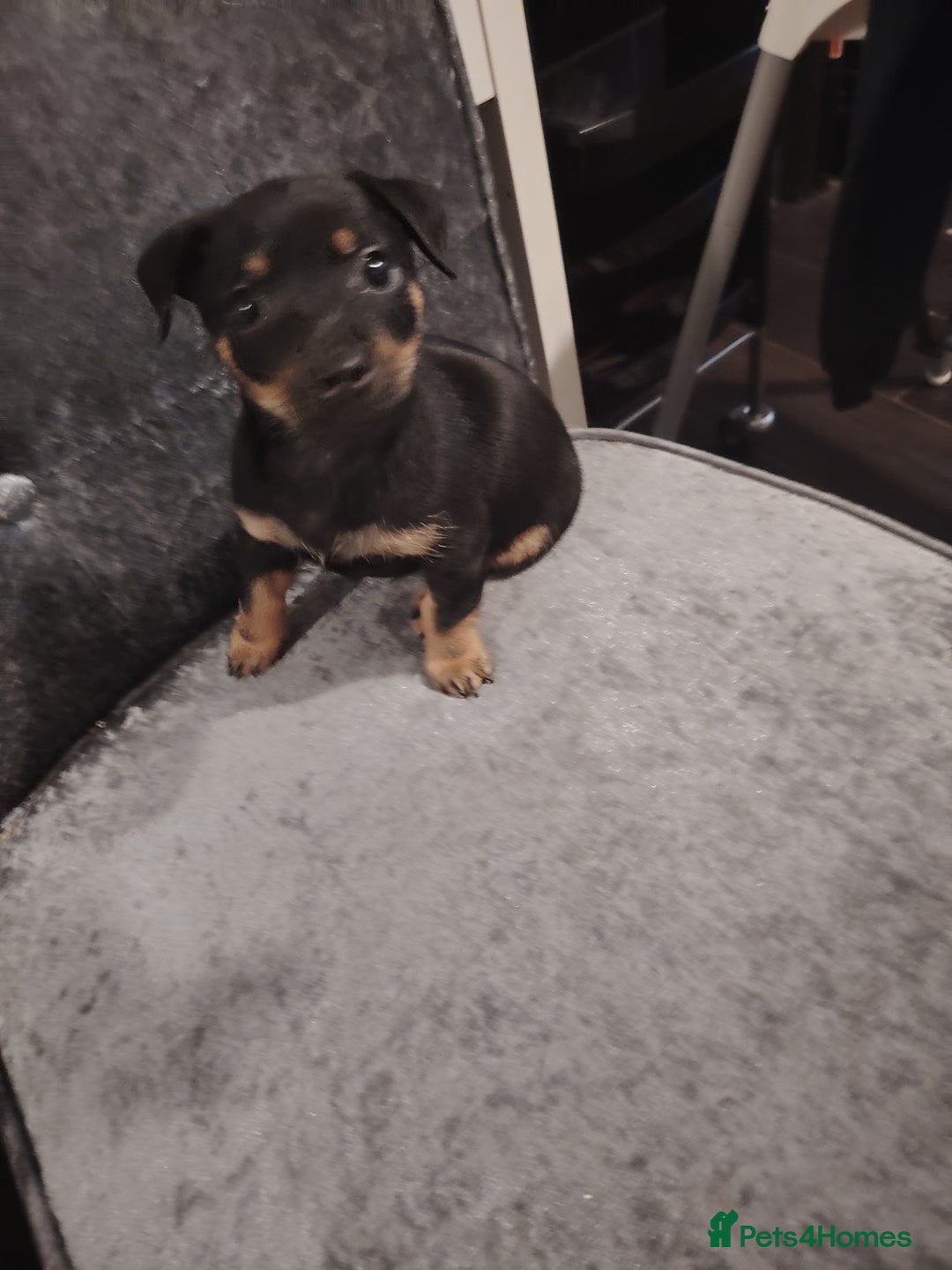 Jack Russell dogs for sale: Jack Russell pups  - Image 7