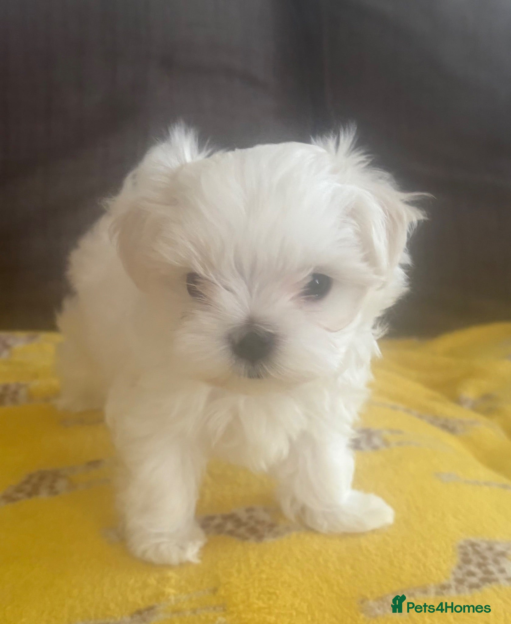 Maltese dogs Maltese Korean mini  - Advert 1