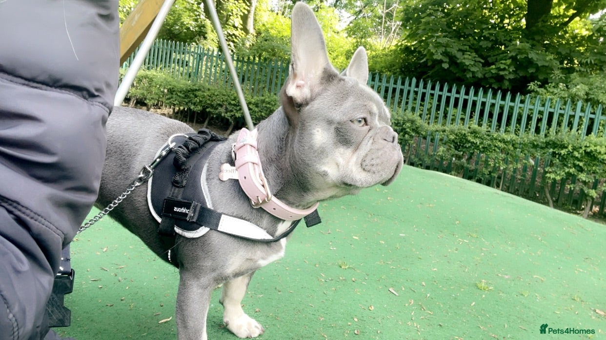 French Bulldog dogs 5 French bulldog pups - Advert 17