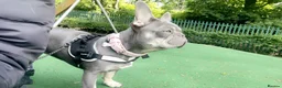French Bulldog dogs for sale: 5 French bulldog pups - Advert 1