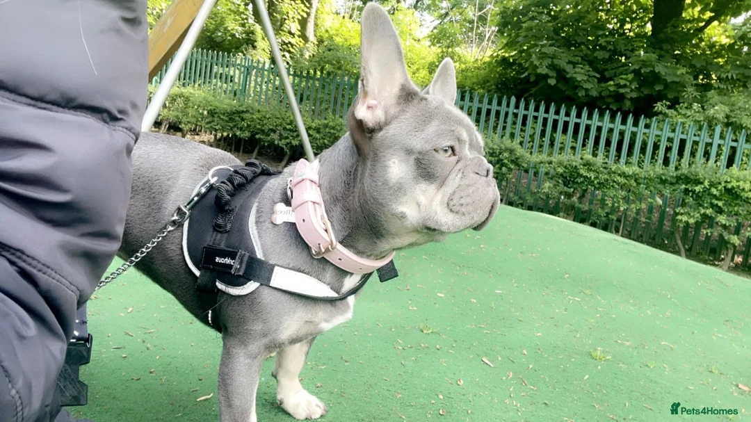 French Bulldog dogs for sale: 5 French bulldog pups - Advert 1