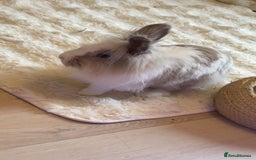 Mixed Breed rabbits for sale: 2 adult Mini lops X lion heads  - Image 5