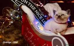 British Shorthair cats for sale: BSH Males and Females available  - Image 16